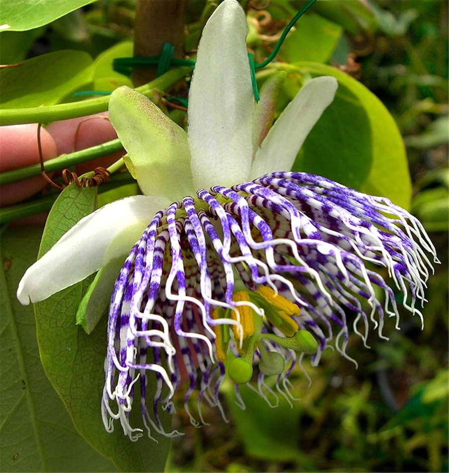 PASSIFLORA ACTINIA A FRUTTO GRANDE (PASSIFLORA ANEMONE DI MARE)
