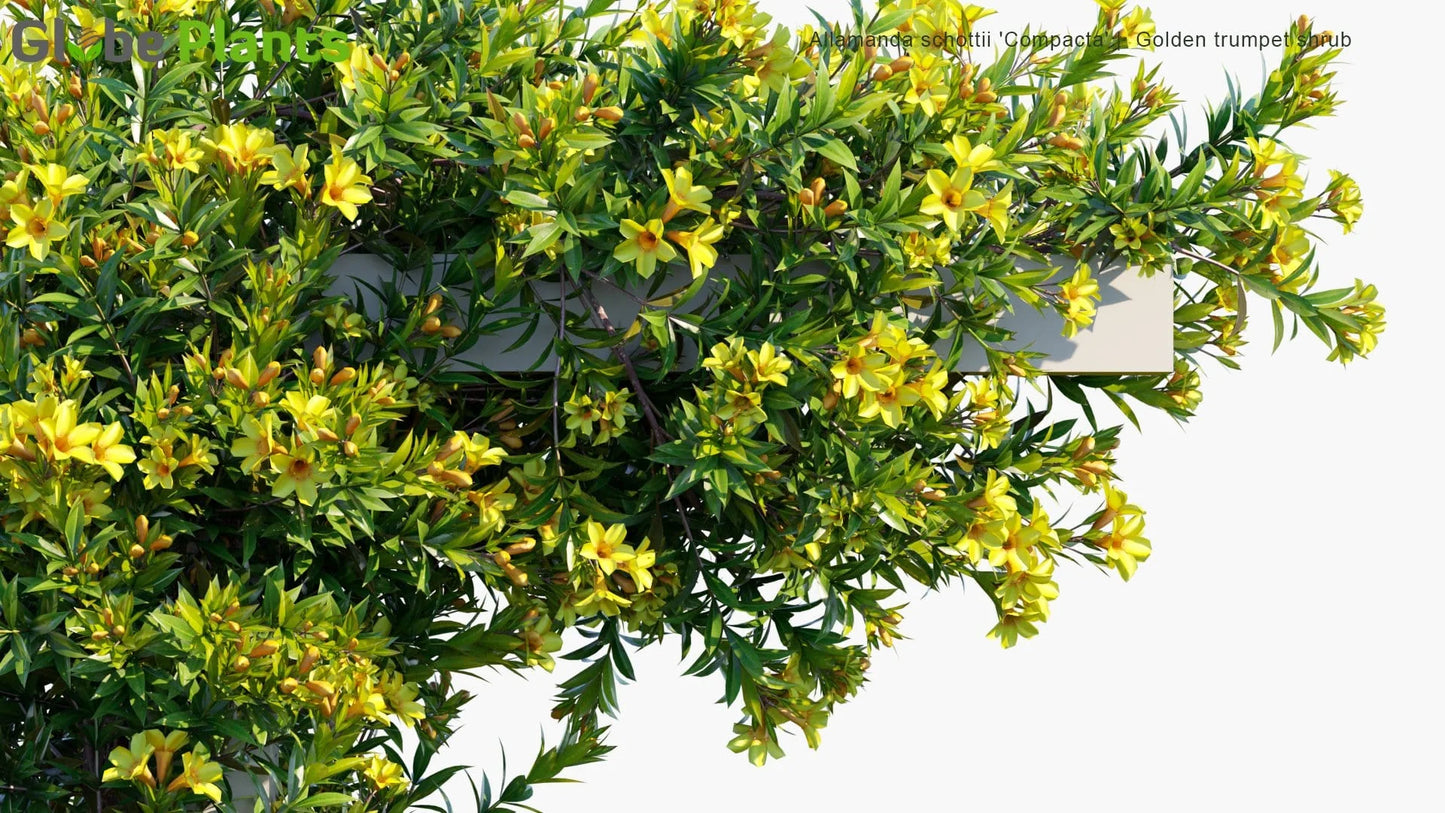 ALLAMANDA SCHOTTII (ALLAMANDA CESPUGLIOSA)