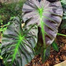 COLOCASIA ESCULENTA "ALOHA"