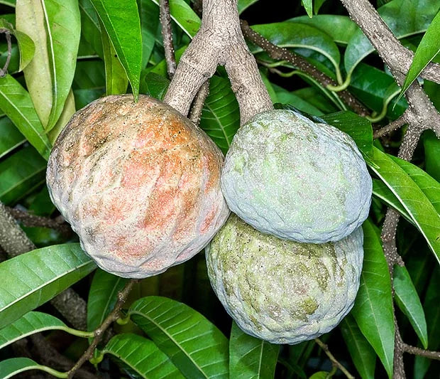 ANNONA RETICULATA "ORANGE" (CUSTARD APPLE)