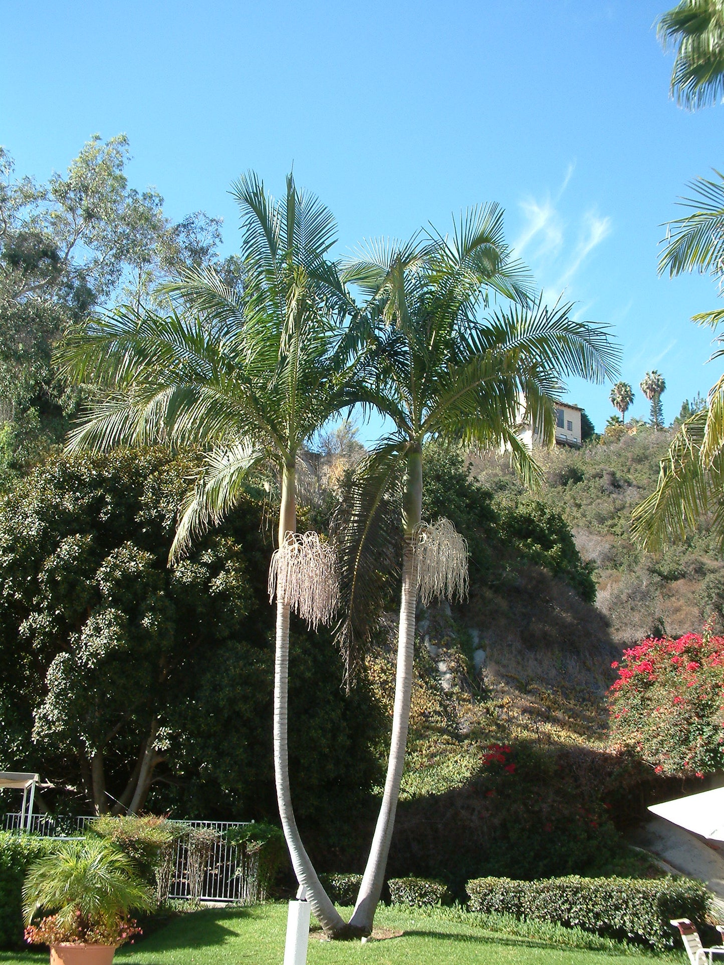 ARCHONTOPHOENIX CUNNINGHAMIANA (KING PALM)