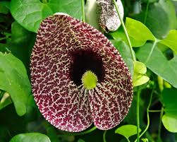 ARISTOLOCHIA LITTORALIS (PIPA ELEGANTE OLANDESE)