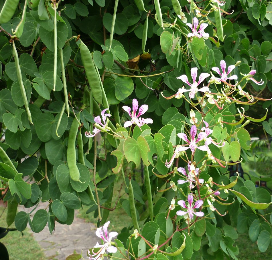 MURRAYA KOENIGII (CURRY TREE)