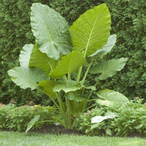 ALOCASIA MACRORRHIZOS "BORNEO KING" (ORECCHIO DI ELEFANTE GIGANTE)