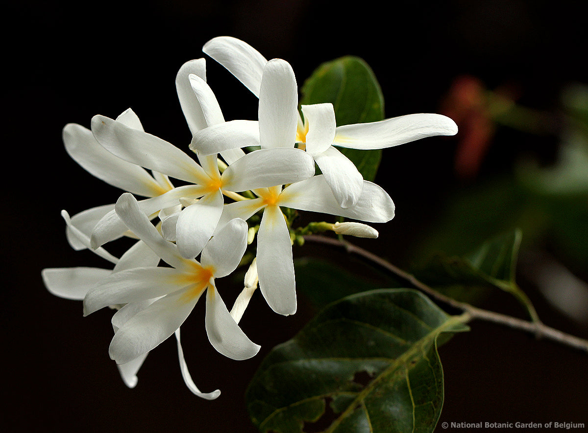 SABA COMORENSIS (BUNGO)