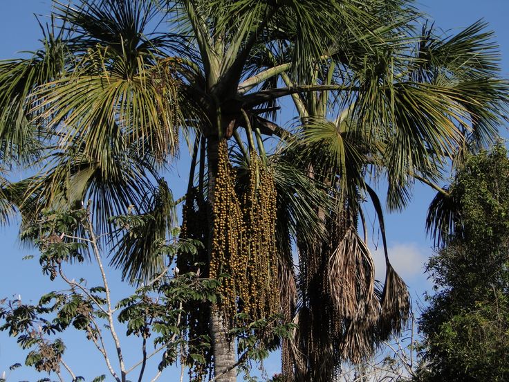 MAURITIA FLEXUOSA (BURITI)