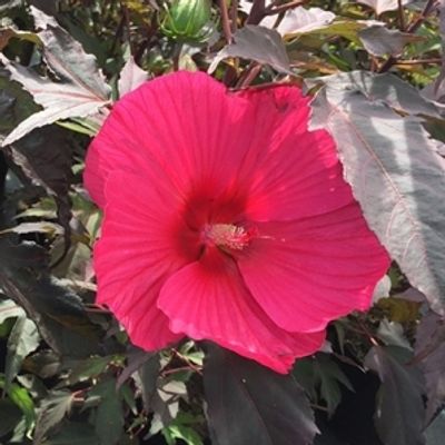 HIBISCUS MOSCHEUTOS "CAROUSEL PINK PASSION" (IBISCO GIGANTE)