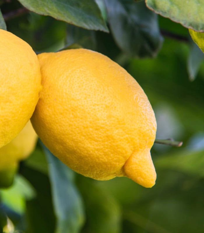 CITRUS SINENSIS "TAROCCHINO" - SWEET ORANGE