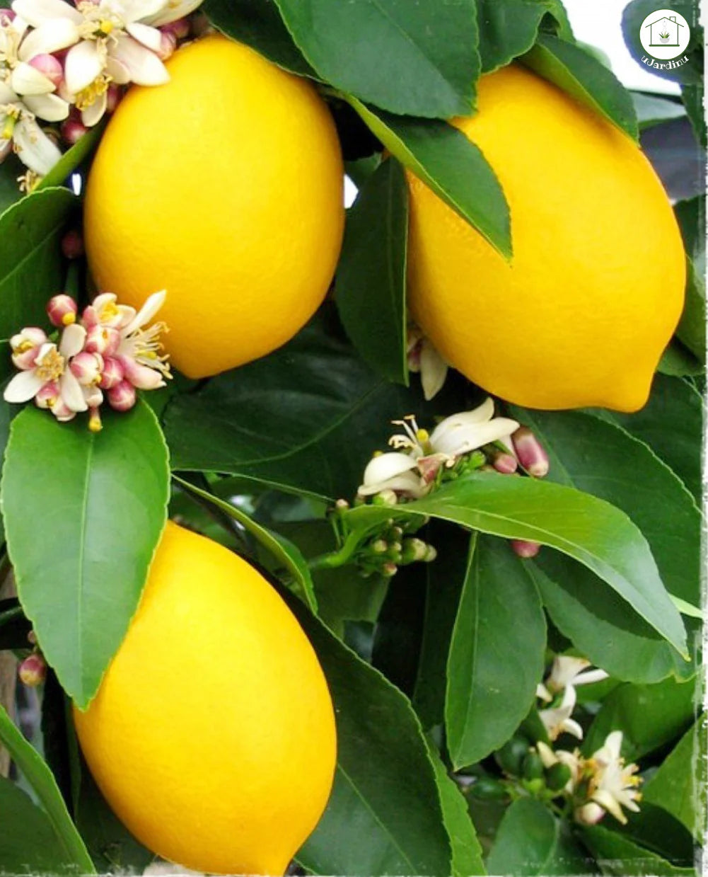 CITRUS SINENSIS "TAROCCHINO" - SWEET ORANGE