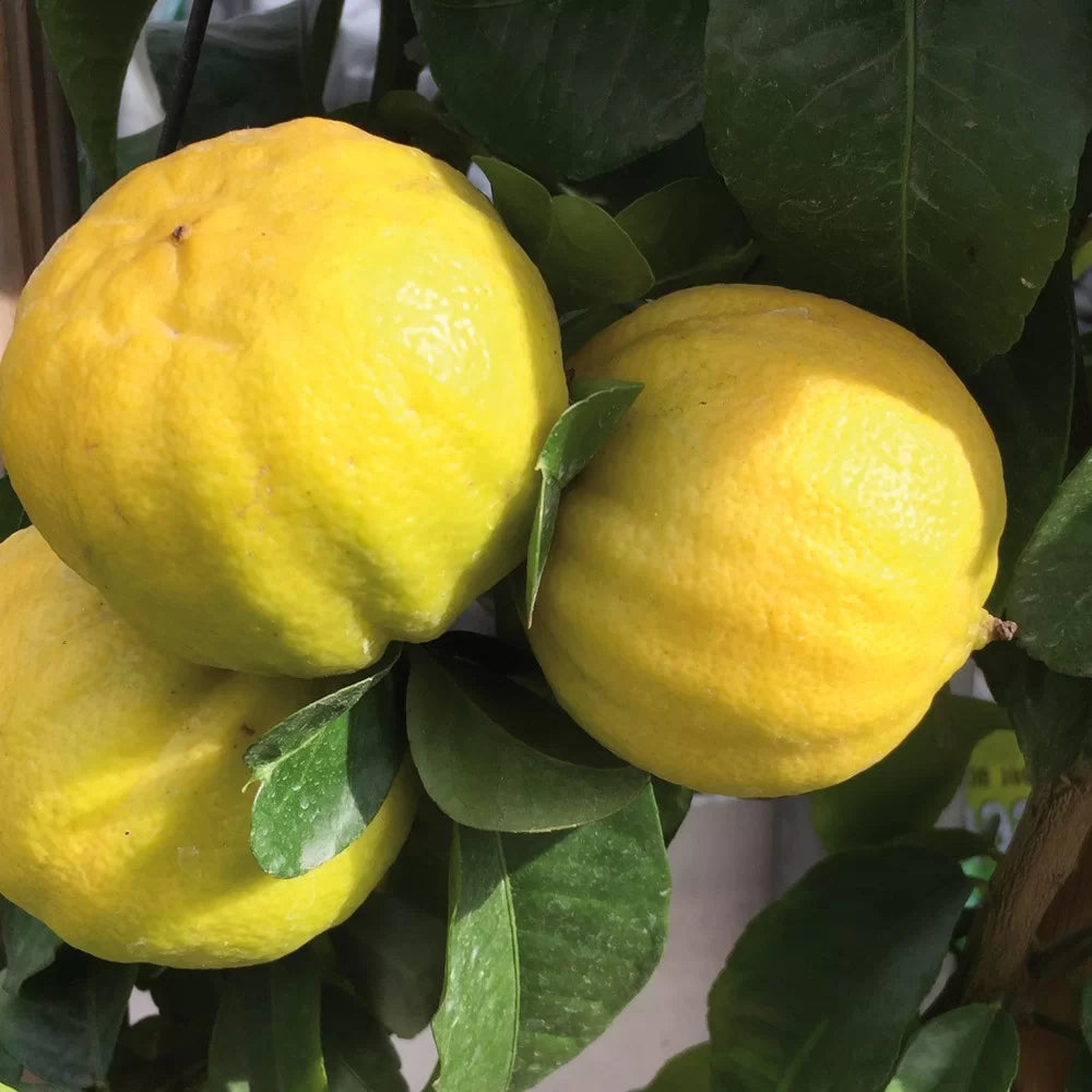 CITRUS LIMON "MELLAROSA" (LIMONE MELLAROSA)