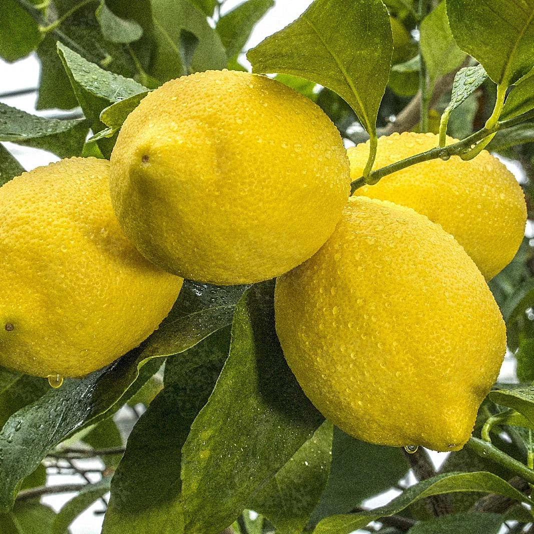 Bloomique - Citrus Limon - Citroen - Citroenboom - Citrusboom - Fruitboom - Tuinplanten - 50-70 cm Hoog - Pot 19 cm Bloomique - Citrus Limon - Citroen - Citroenboom - Citrusboom - Fruitboom - Tuinplanten - 50-70 cm Hoog - Pot 19 cm