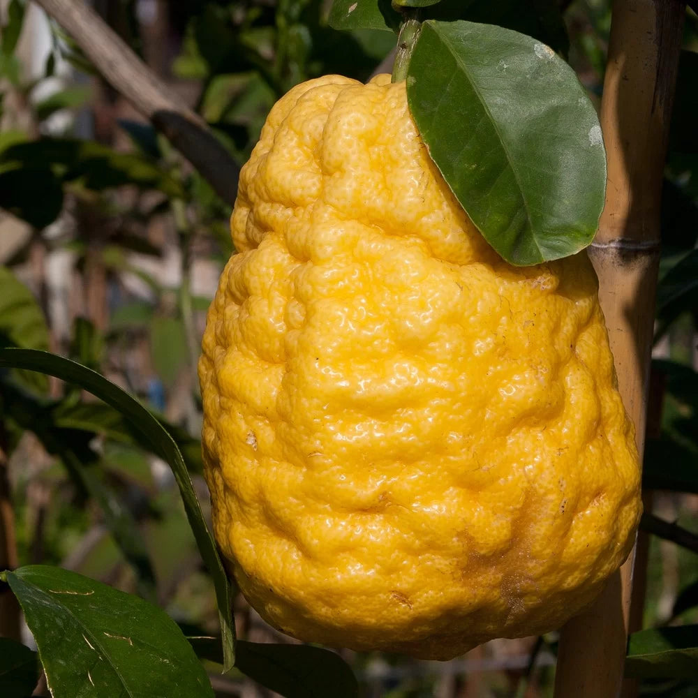 CITRUS MEDICA "MAXIMA" (CEDRO MAXIMA)