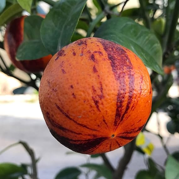 CITRUS SINENSIS "WASHINGTON NAVEL" - SWEET ORANGE