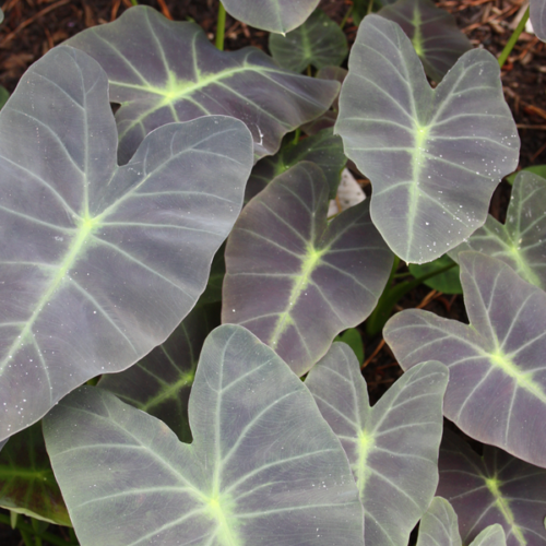 COLOCASIA ESCULENTA "COAL MINER"