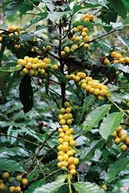 COFFEA ARABICA (COFFEE)