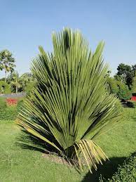 COPERNICIA RIGIDA (PALMA YATA)