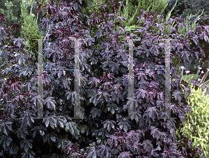 HIBISCUS ACETOSELLA "COPPERTONE" (MALVA AFRICANA)