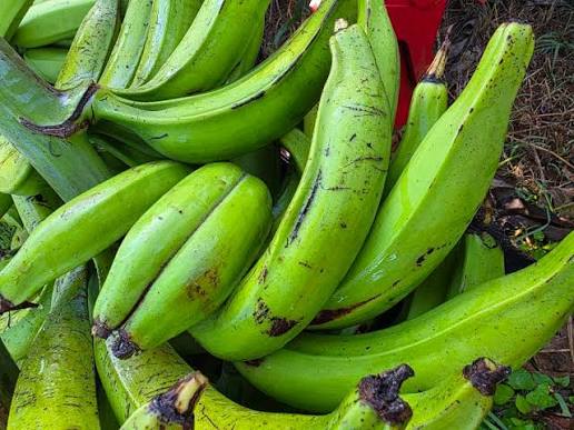 MUSA DWARF CURARE (PLATANO DA CUOCERE)