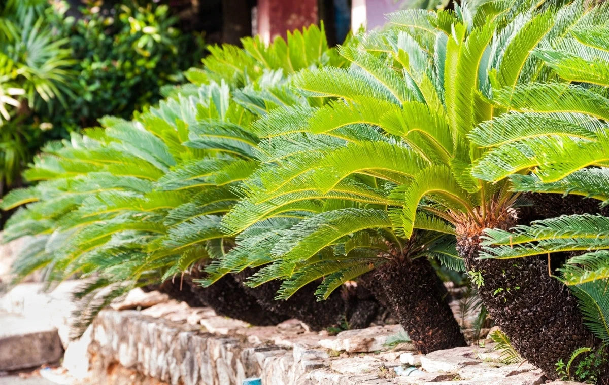 CYCAS REVOLUTA (CYCAS)
