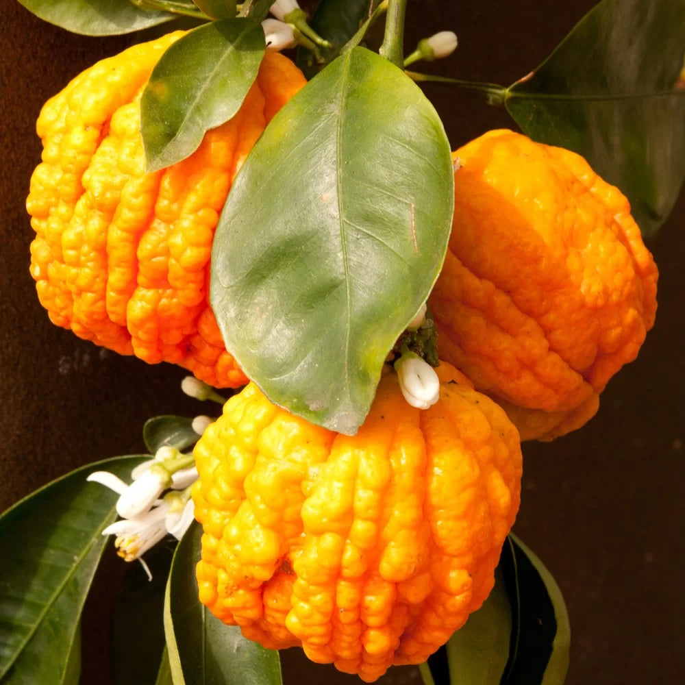 CITRUS SINENSIS "TAROCCHINO" - SWEET ORANGE