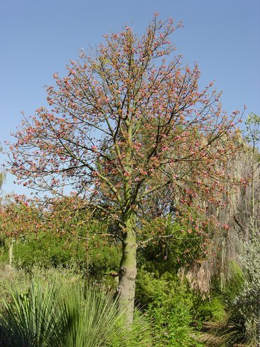 CEIBA SPECIOSA (CHORISIA - BOTTLE TREE)