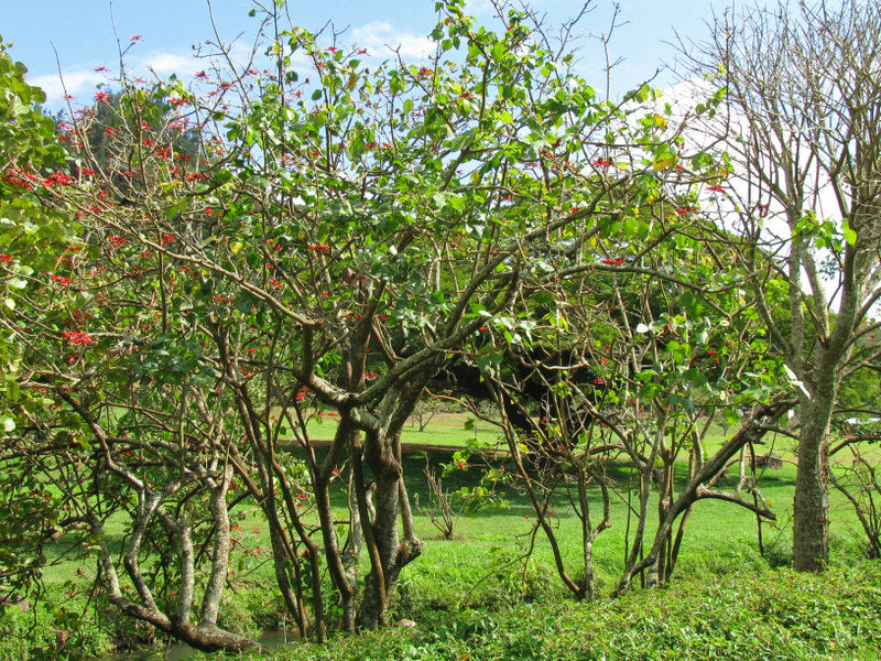 ERYTHRINA RUBRINERVIA