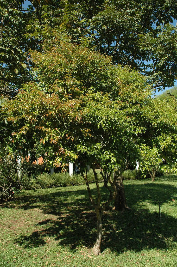 EUGENIA UNIFLORA (PITANGA)