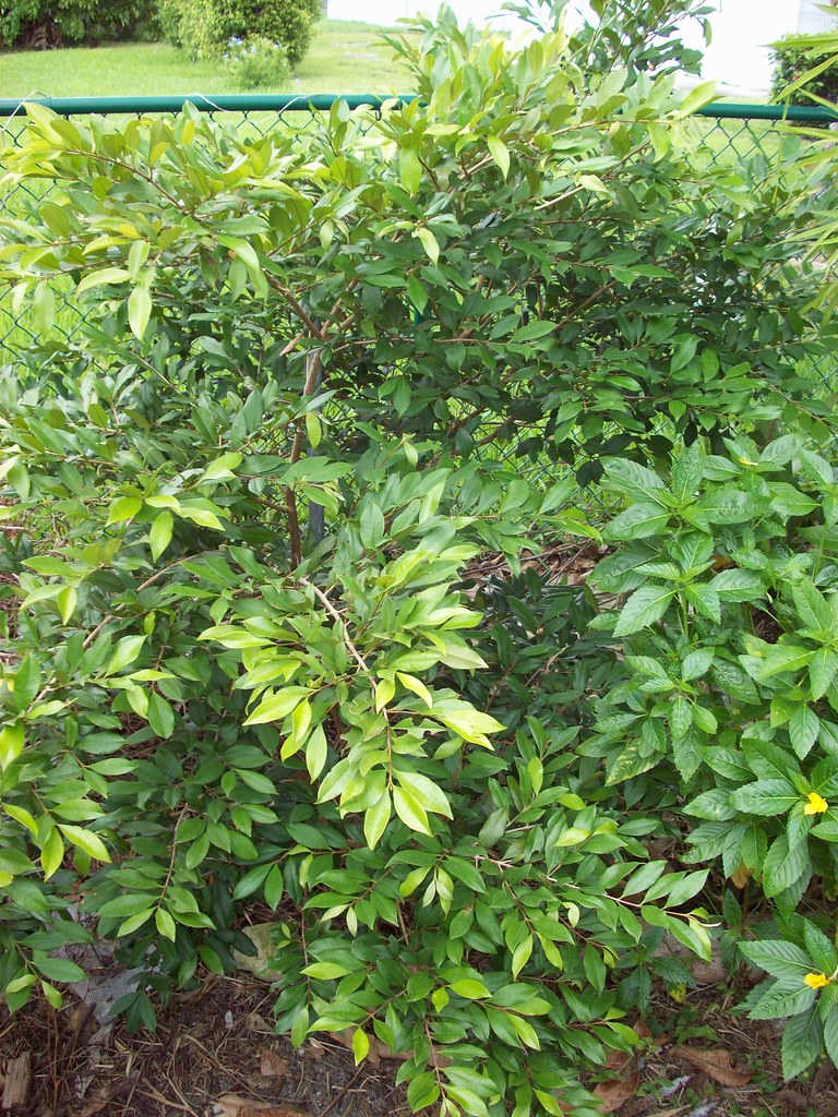 EUGENIA REINWARDTIANA (BEACH CEREZA)