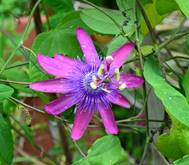 PASSIFLORA LOEFGRENII CORUPA (GARLIC PASSION FRUIT)