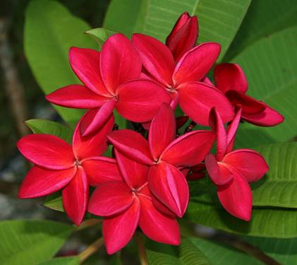 PLUMERIA RUBRA DAENG SAYAM AKA SIAM RED