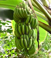 MUSA DWARF CAVENDISH (BANANO CANARIO EDULE)