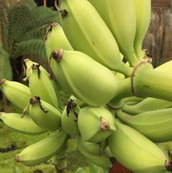 MUSA DA JIAO (BANANO EDULE)