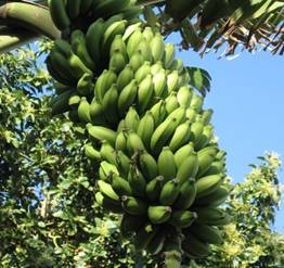 MUSA CHINI CHAMPA (BANANO EDULE)