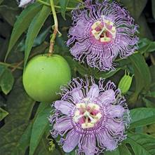 PASSION FLOWER INCARNATA (MAYPOP)
