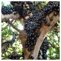 MYRCIARIA (PLINIA) CAULIFLORA (JABUTICABA)