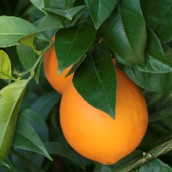 CITRUS SINENSIS "WASHINGTON NAVEL" - ARANCIO DOLCE