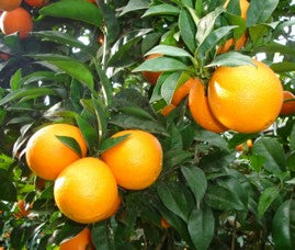 CITRUS SINENSIS "NEWHALL" - SWEET ORANGE