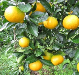 CITRUS X UNSHIU (MANDARINO SATSUMA MIYAGAWA)
