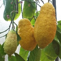 CITRUS MEDICA "PIRETTO" (CEDAR)