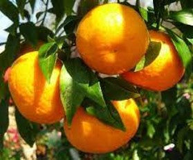CITRUS RETICULATA (COMMON MANDARIN)