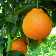 CITRUS SINENSIS "TAROCCHINO" - SWEET ORANGE