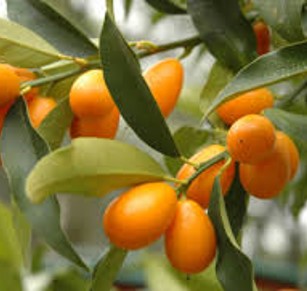 FORTUNELLA JAPONICA (KUMQUAT)