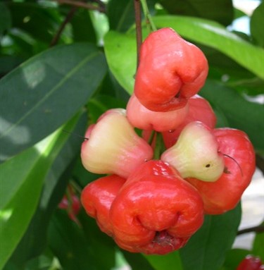 SYZYGIUM AQUEUM (MELA D'ACQUA)