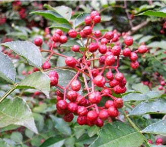 ZANTHOXYLUM PIPERITUM (SICHUAN PEPPER)