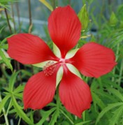 HIBISCUS COCCINEUS (SCARLET HIBISCUS)