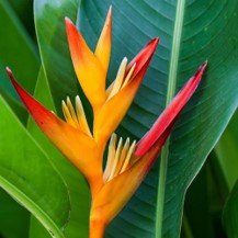 HELICONIA PSITTACORUM LADY DIANA