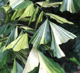 CARYOTA MITIS VARIEGATA (PALMA A CODA DI PESCE)