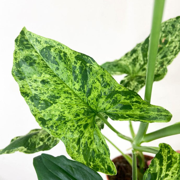 SYNGONIUM PODOPHYLLUM "MOTTLED MOJITO"