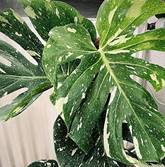 MONSTERA THAI CONSTELLATION