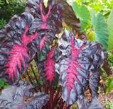 COLOCASIA REDEMPTION